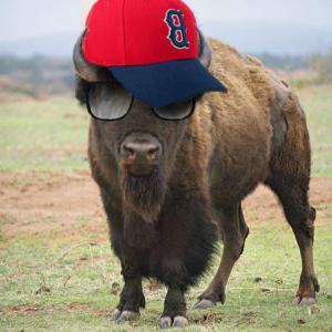 Bison wearing a Red Sox cap